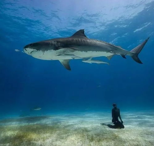 sand tiger shark location,Sand Tiger Shark Location: A Detailed Exploration