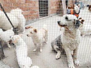 从反对养狗到 真香 ,岳阳女子收养80多只流浪狗每月花费上万,呼吁爱狗人士认领