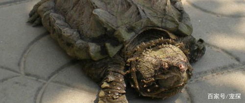 鳄龟是不是深水龟 饲养鳄龟的水要注意什么