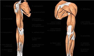 臀部肌肉萎缩 导致肌肉萎缩都有哪些原因