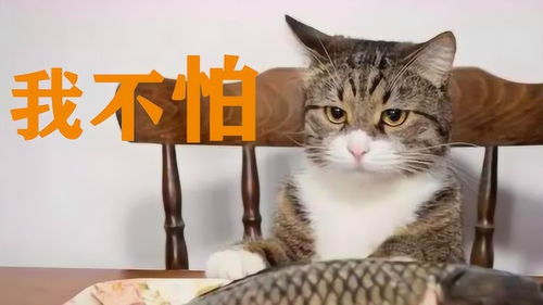猫咪吃鱼为啥不怕鱼刺 镜头放大100倍 原因显而易见 