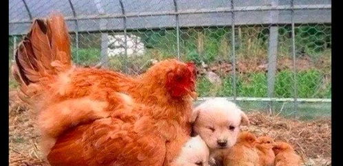 鸡妈妈给两只小狗取暖,小鸡们站在一旁都懵了 你还是我亲妈吗