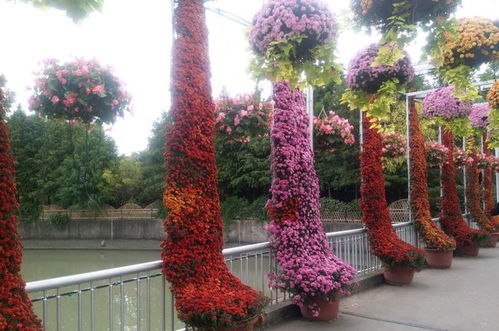 上海大学菊花展, 免费的菊花盛宴