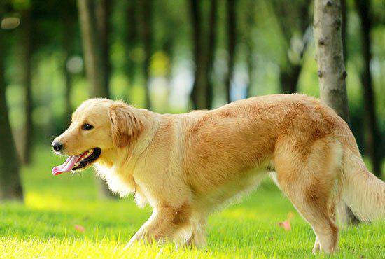 金毛犬的训练经验,训练狗狗是一个耐心的过程,也是一种感情交流