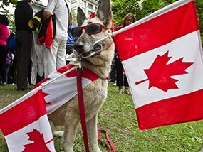 加拿大宠物行业2019年将冲刺9亿美金 