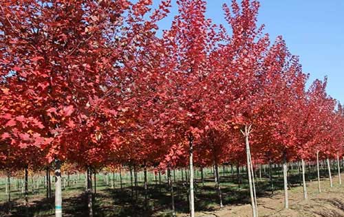 美国红枫能长多大,美国红枫是一种美丽的观赏树种，其树形优美，叶片呈掌状，颜色鲜艳，具有很高的观赏价值