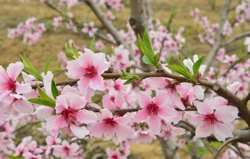 除了武大,哪里能看到一束梨花 十里桃花 漫山梅花和万亩油菜花