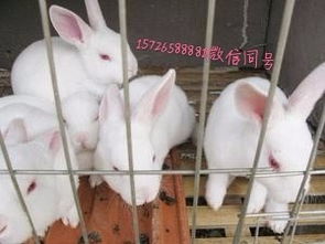 应城肉兔养殖农村适合养殖哪个品种的肉兔