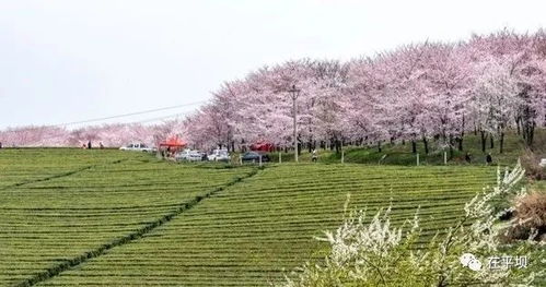 贵州平坝樱花几月开,平坝樱花几月