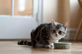科普 猫咪健康的喂养方式,你真的做到了吗 