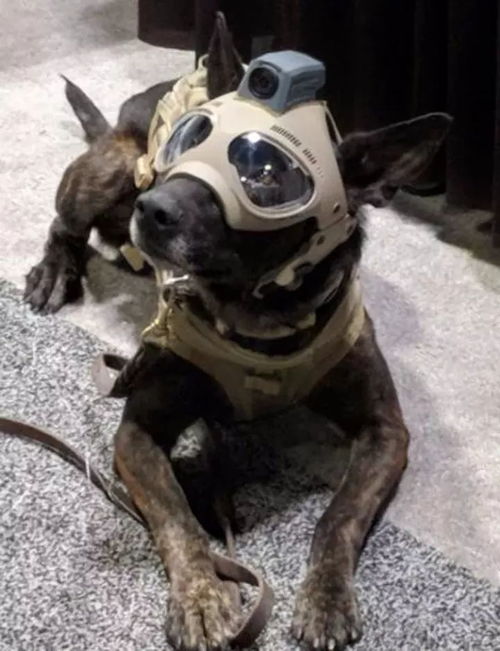 闪亮的氪金狗眼 K9战术狗头套装,战术军犬了解一下 