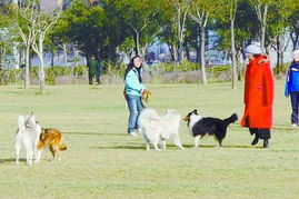 郑州实施养犬管理条例以来每年被狗咬伤者不减反增,民众对养犬管理现状不满 养犬办 被指只管收钱不管事 