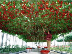 西红柿树是什么嫁接的,用什么枮木嫁接番茄
