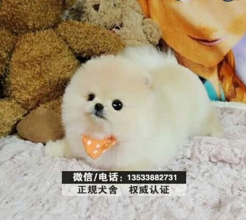 广州哪里有卖宠物狗 广州买狗到哪里比较好