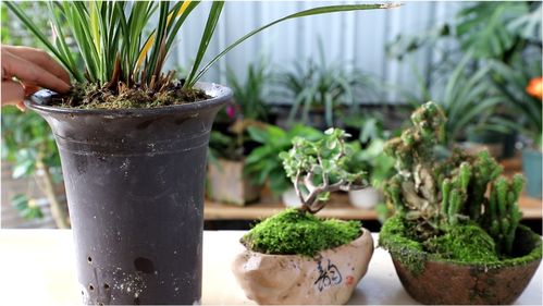 兰花盆面种植 苔藓 ,绿油油一大片,很简单做到 