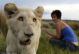 南非女子养白狮幼崽做宠物待其如亲人 