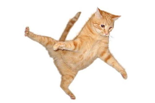 你知道猫能跳多高吗 说出来会让你吓一跳 跳高运动员都做不到