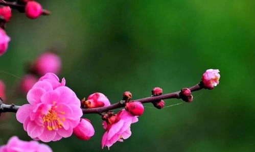 颜值都在路上 在汝州赏花何必东奔西跑, 上班路上就是花团锦簇