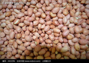 花生玉米地高清图片下载红动网 米粒分享网 Mi6fx Com