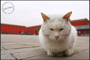 如果有下辈子,我要做只北京故宫的猫 