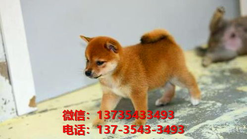 重庆宠物狗狗犬舍出售纯种柴犬幼犬宠物狗市场在哪里买狗哪里有狗卖