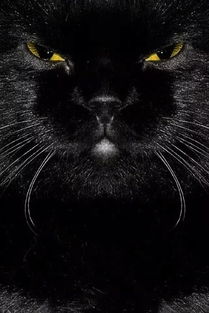黑猫之眼 炫酷 