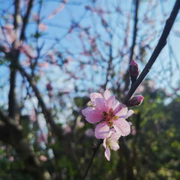 淡妆浓抹总相宜的相宜是什么意思