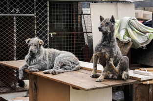 北京大妈租3亩地收养400只流浪狗 每月花费八万 
