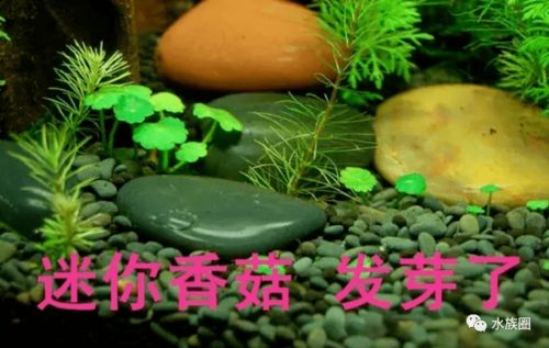 水草种子种植方法,水草种子种植法？