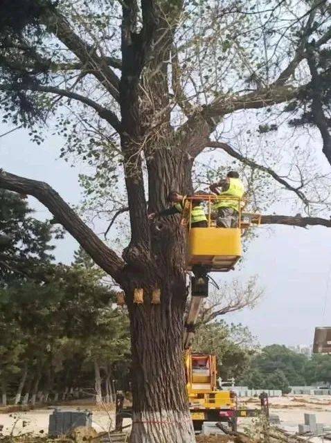 抗美援朝烈士陵园白杨树救护案例介绍