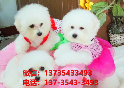 深圳宠物狗犬舍出售纯种比熊犬 狗市场在哪宠物网