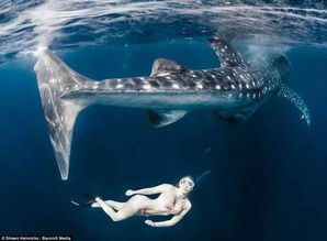鲸鲨大哥带着人类小弟混海洋 怎么愉快地和鲸鲨玩耍
