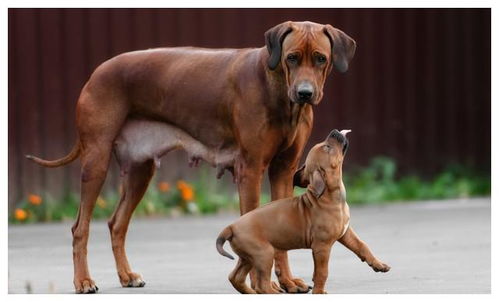 狗狗之间如何确定地位高低呢 是看体型的大小,还是年龄的长短