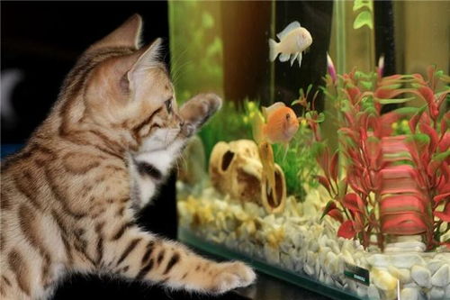 梦见猫抓鱼