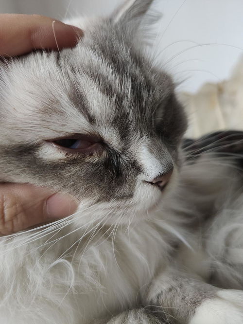 维克眼净会让猫猫眼睛结膜炎吗 