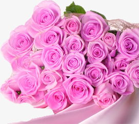 粉紫色玫瑰丝绸素材图片免费下载 高清png 千库网 图片编号3911890 