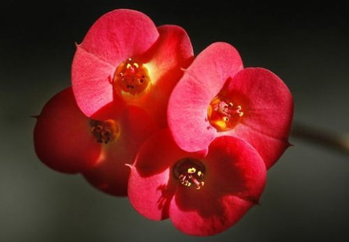 铁海棠花语,是什么花？带刺的