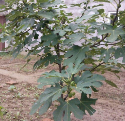 无花果怎样修剪才能多结果,修剪时