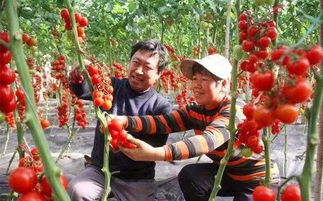 如何让西红柿树结的果实多,露天番茄栽培需要注意哪些环节才能高产