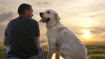 英媒 研究称狗并非人类最好朋友 主受私心驱使
