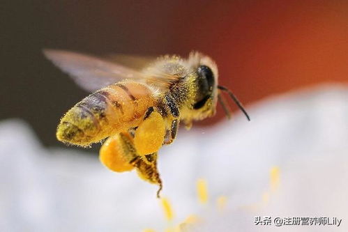 蜂蜜水减肥法 减肥可以吃蜂蜜吗