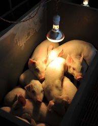 广西全州 科学养殖让生猪温暖过冬