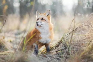踩踏狐狸,惊险!踩踏狐狸的背后,是自然与人类的冲突?