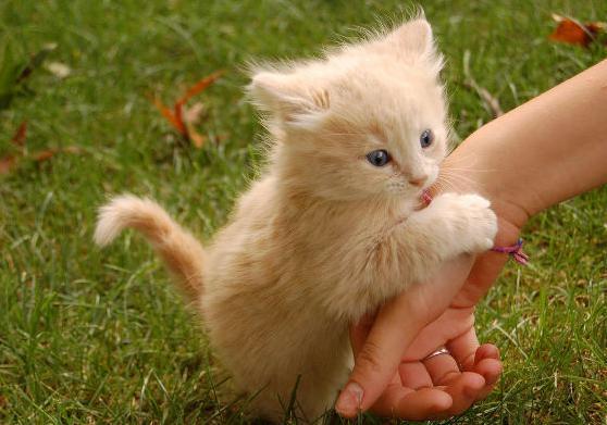 猫咪为什么总是喜欢舔人 它其实是想告诉你这6件事