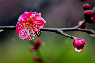 关于雨润春蕾的诗句