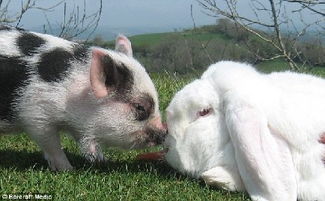 英国迷你猪 恋上 巨型兔 友谊深厚同吃同眠 