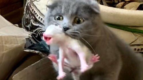 小奶猫被妈妈叼着到处跑 