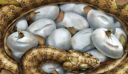 为什么有的蛇生蛋有的蛇直接产仔 