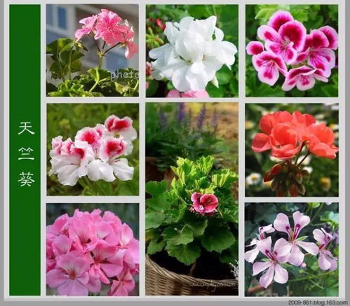 常见100种花名称 各种花卉名字