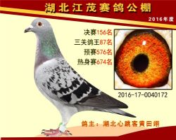 湖北心跳客 中信网铭鸽展厅 www.ag188.com 